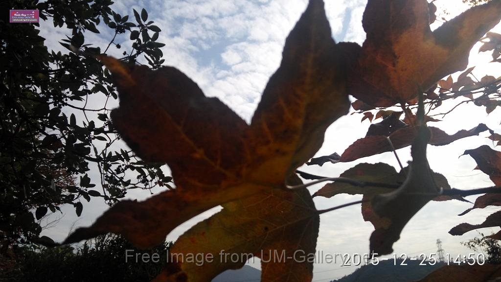 20151225red leaves-IMG_145031.jpg